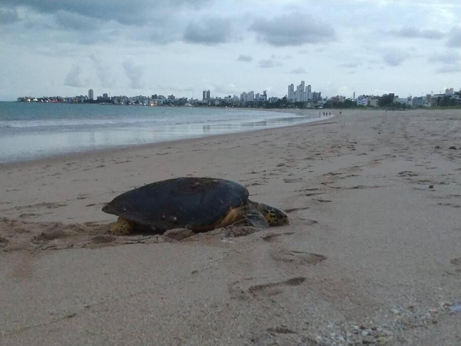 Joao Pessoa, A Dois Passos Do Paraiso, 2 Suites Com A/C, Vista Panoramica Para O Mar Do Bessa, Portaria 24H E 2 Vagas De Garagem Екстериор снимка